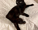 Кошки в Москве: Черная молодая кошка Ночка в добрые руки Девочка, 10 руб. - фото 5