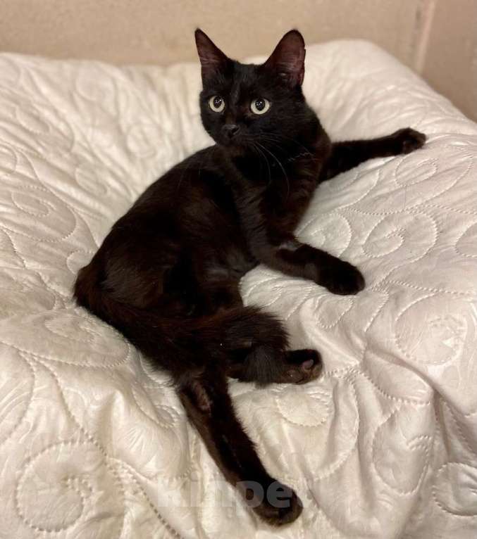 Кошки в Москве: Черная молодая кошка Ночка в добрые руки Девочка, 10 руб. - фото 5