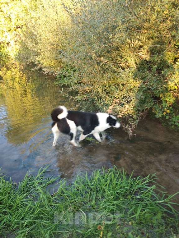 Собаки в Казани: Русско-европейская лайка  Девочка, Бесплатно - фото 4