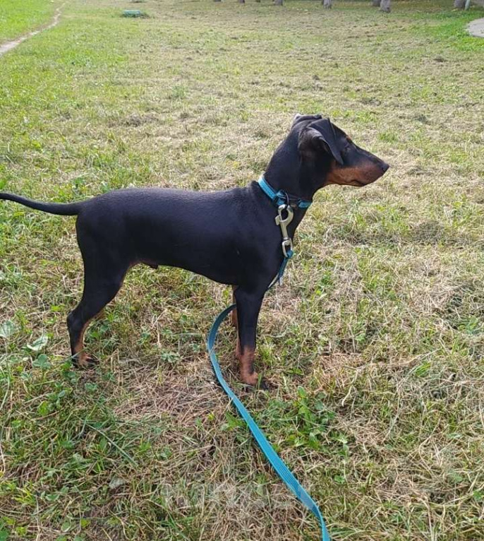 Собаки в Москве: Манчестерский терьер щенки  Мальчик, Бесплатно - фото 6