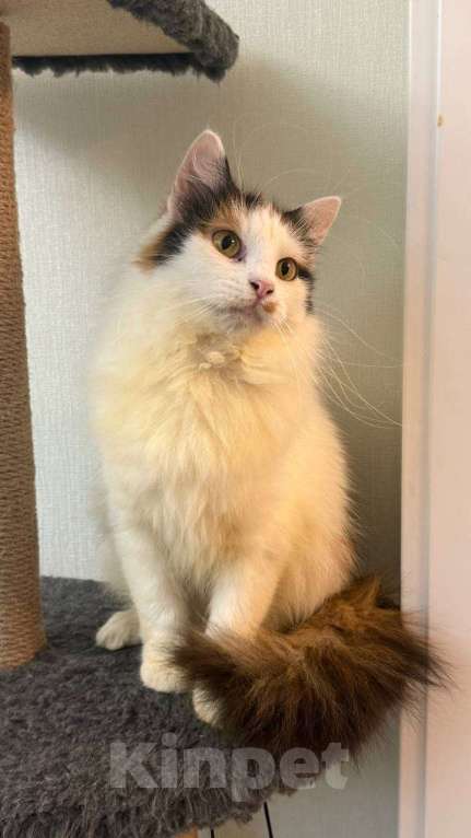 Кошки в Москве: кошка Сара ищет дом Девочка, Бесплатно - фото 1