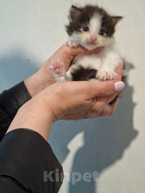 Кошки в Санкт-Петербурге: котята. коты и кошечки. есть пушистые. Разнополые, Бесплатно - фото 4