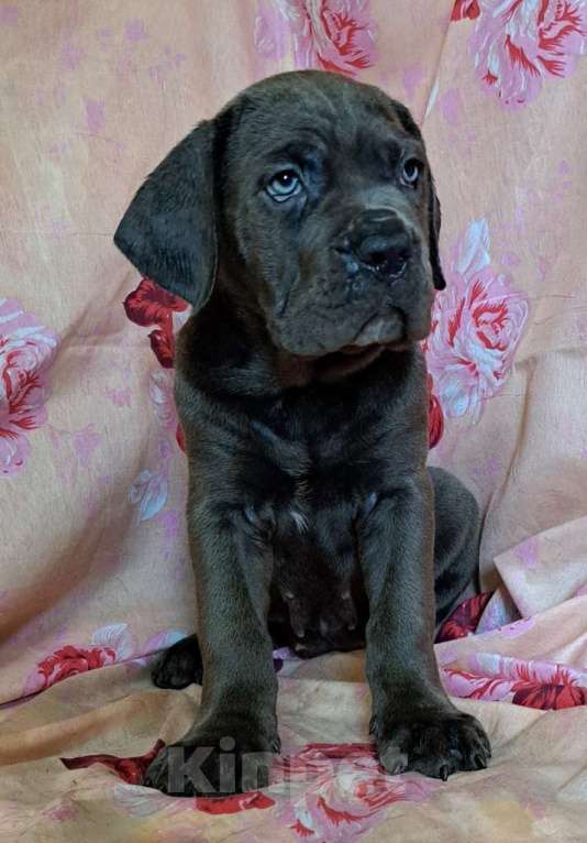 Собаки в других городах Московской области: Серая красивая девочка Девочка, 40 000 руб. - фото 2