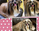 Собаки в Москве: Ши-тцу вязка кобели чемпионы породы Мальчик, Бесплатно - фото 1