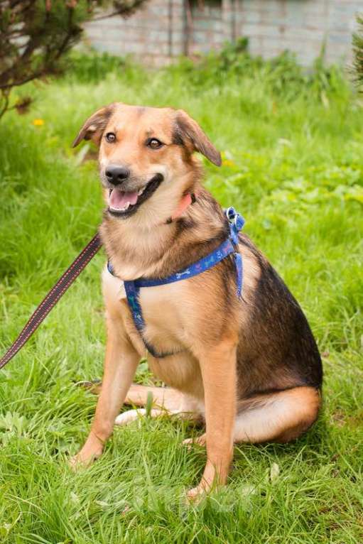 Собаки в Москве: Дафна ищет дом, и она уверена, что кому-что с ней очень повезет! Девочка, 1 руб. - фото 9