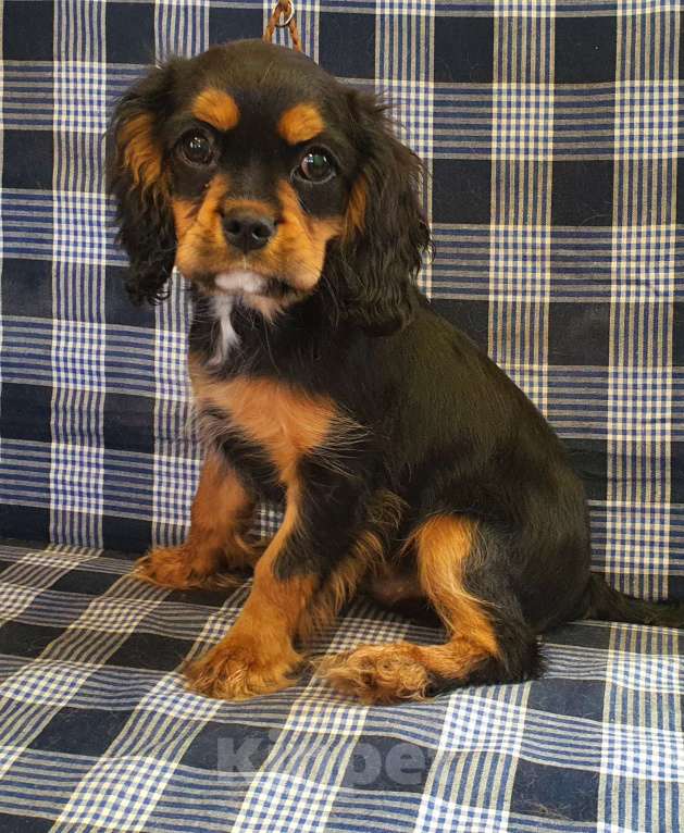 Собаки в других городах Московской области: Щенок королевской породы шоу класса — нежный, преданный и невероятно красивый Мальчик, 150 000 руб. - фото 4