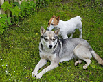 Собаки в Киржаче: Молодой собакен ищет друзей Мальчик, 1 руб. - фото 2