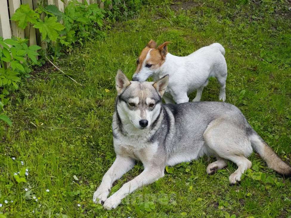 Собаки в Киржаче: Молодой собакен ищет друзей Мальчик, 1 руб. - фото 2