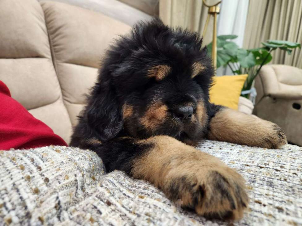 Собаки в Чайковском: шикарные щенки Тибетский мастиф Девочка, Бесплатно - фото 3