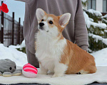 Собаки в Новосибирске: Высокопородный щенок вельш корги пемброк Девочка, Бесплатно - фото 5