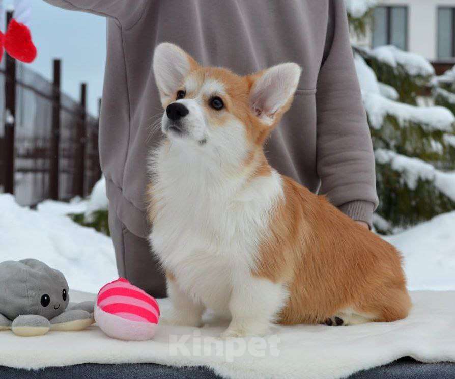 Собаки в Новосибирске: Высокопородный щенок вельш корги пемброк Девочка, Бесплатно - фото 5