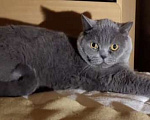 Кошки в Москве: Красивый котик Веня в дар Мальчик, Бесплатно - фото 5
