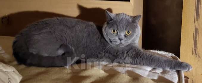 Кошки в Москве: Красивый котик Веня в дар Мальчик, Бесплатно - фото 5