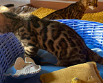 Кошки в Самаре: Бенгальская девочка Veritay Bonita Девочка, 60 000 руб. - фото 6