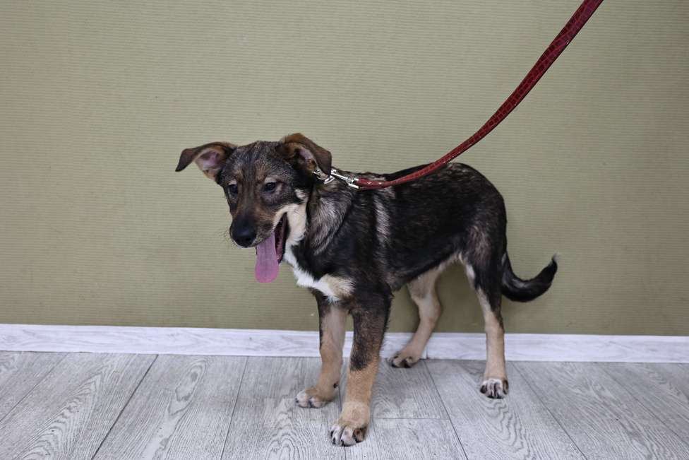 Собаки в Москве: Щенки бесплатно в Москве Девочка, Бесплатно - фото 6