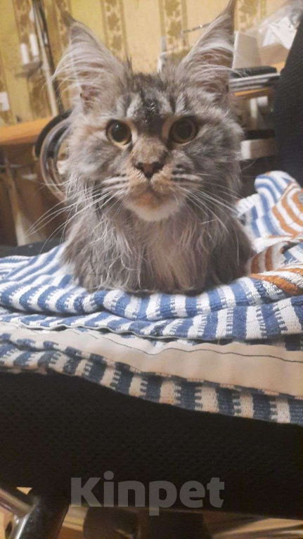 Кошки в Тамбове: Кошка Мейн-кун Девочка, Бесплатно - фото 1