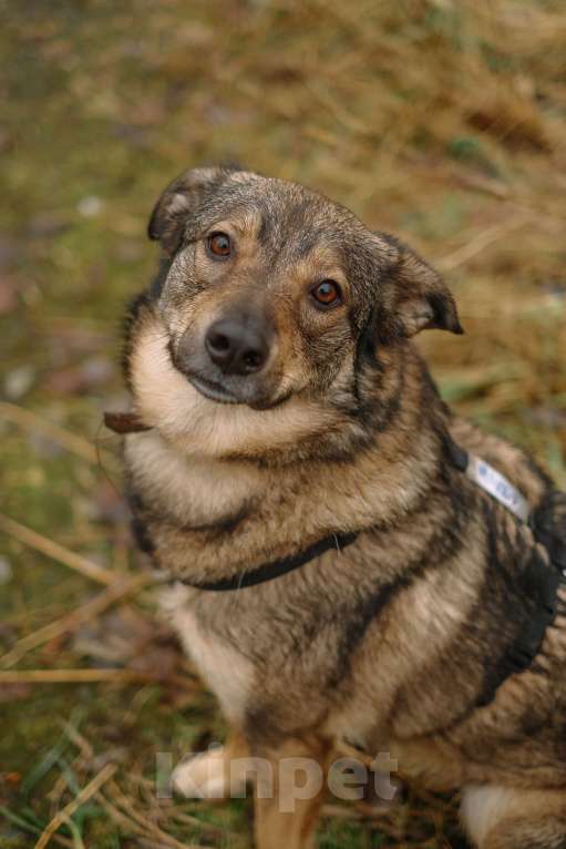 Собаки в Санкт-Петербурге: Уютная Кэрри из приюта Девочка, Бесплатно - фото 2