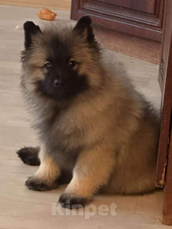 Собаки в Москве: Немецкий вольфшпиц/ кеемхонд Девочка, 100 000 руб. - фото 2