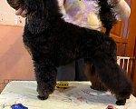 Собаки в Москве: Пудель окраса черно-подпалый кобель Мальчик, Бесплатно - фото 7