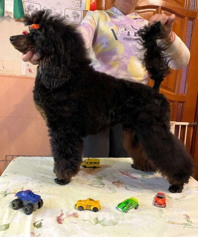 Собаки в Москве: Пудель окраса черно-подпалый кобель Мальчик, Бесплатно - фото 7