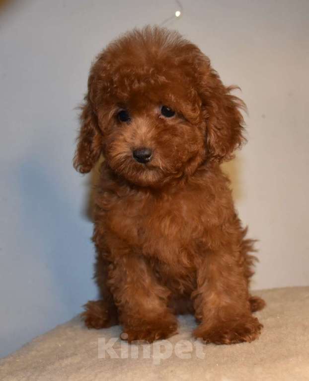 Собаки в Москве: Той-пудель девочка 1 Девочка, 150 000 руб. - фото 5