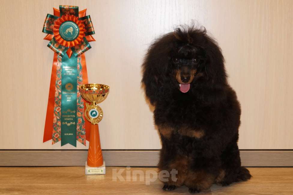 Собаки в Москве: Взрослая девочка 1 год Девочка, 170 000 руб. - фото 4