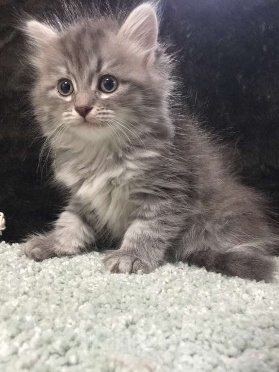 Кошки в Санкт-Петербурге: Сибирский котёнок Девочка, 45 000 руб. - фото 5