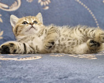 Кошки в Ростове-на-Дону: Шотландские прямоухие котята Разнополые, 8 000 руб. - фото 6