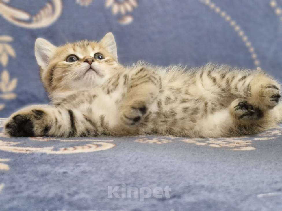 Кошки в Ростове-на-Дону: Шотландские прямоухие котята Разнополые, 8 000 руб. - фото 6