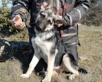 Собаки в Севастополе: щенок восточноевропейской овчарки, документы РКФ Девочка, 60 000 руб. - фото 2