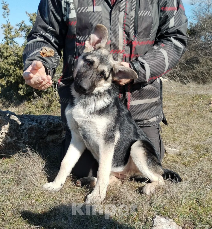 Собаки в Севастополе: щенок восточноевропейской овчарки, документы РКФ Девочка, 60 000 руб. - фото 2