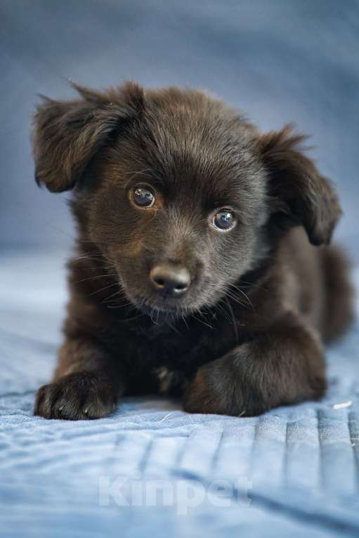 Собаки в других городах Московской области: Ежевика ищет семью Девочка, Бесплатно - фото 2