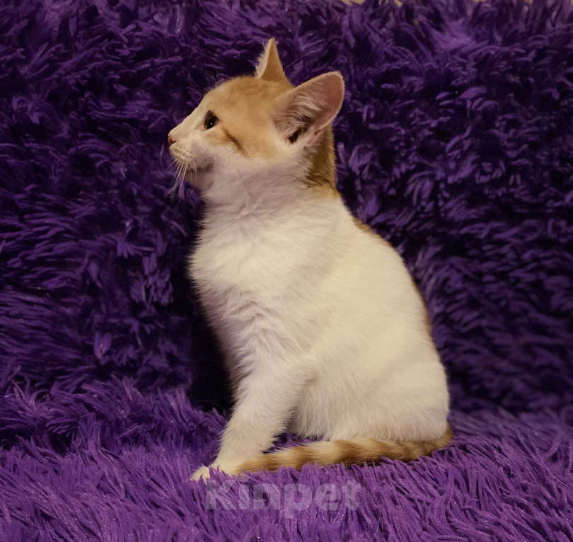 Кошки в Москве: Диана, 3 месяца, в добрые руки Девочка, Бесплатно - фото 3