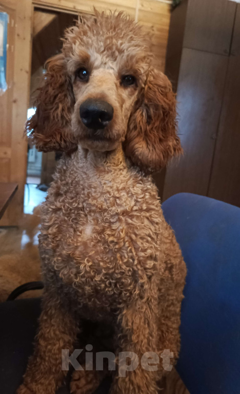 Собаки в Москве: Малый (средний) пудель Девочка, 60 000 руб. - фото 5