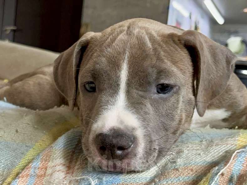 Собаки в Кемерово: Девочка Девочка, 30 000 руб. - фото 2