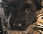 Собаки в Кировграде: Щенки немецкой овчарки длинношёрстные Девочка, 15 000 руб. - фото 7