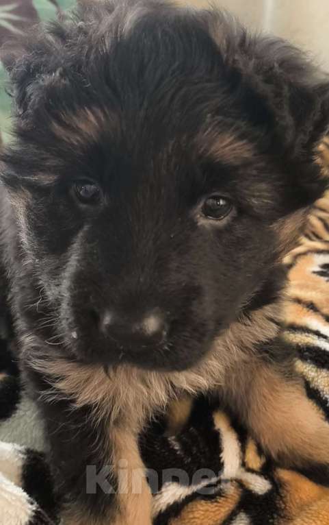 Собаки в Кировграде: Щенки немецкой овчарки длинношёрстные Девочка, 15 000 руб. - фото 7