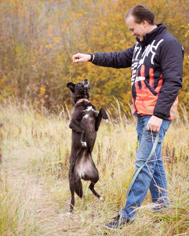 Собаки в Москве: Собака в добрые руки! Девочка, Бесплатно - фото 6