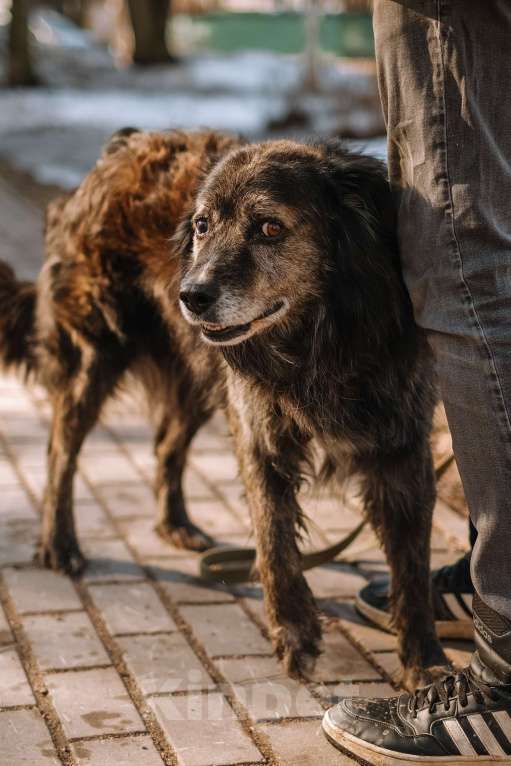 Собаки в Санкт-Петербурге: Карат из приюта в добрые руки Мальчик, Бесплатно - фото 8