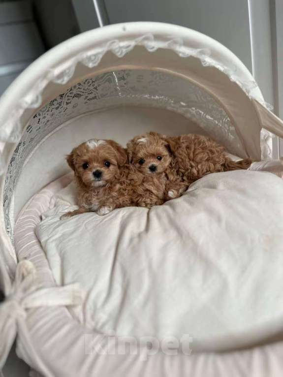 Собаки в Москве: Мальтипу микро размера Девочка, 75 000 руб. - фото 3