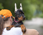 Собаки в Зеленограде: Кобель добермана 2 мес Мальчик, 100 000 руб. - фото 3