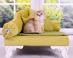 Кошки в Красноярске: Котята шотландские,золотая шиншилла Девочка, 25 000 руб. - фото 9