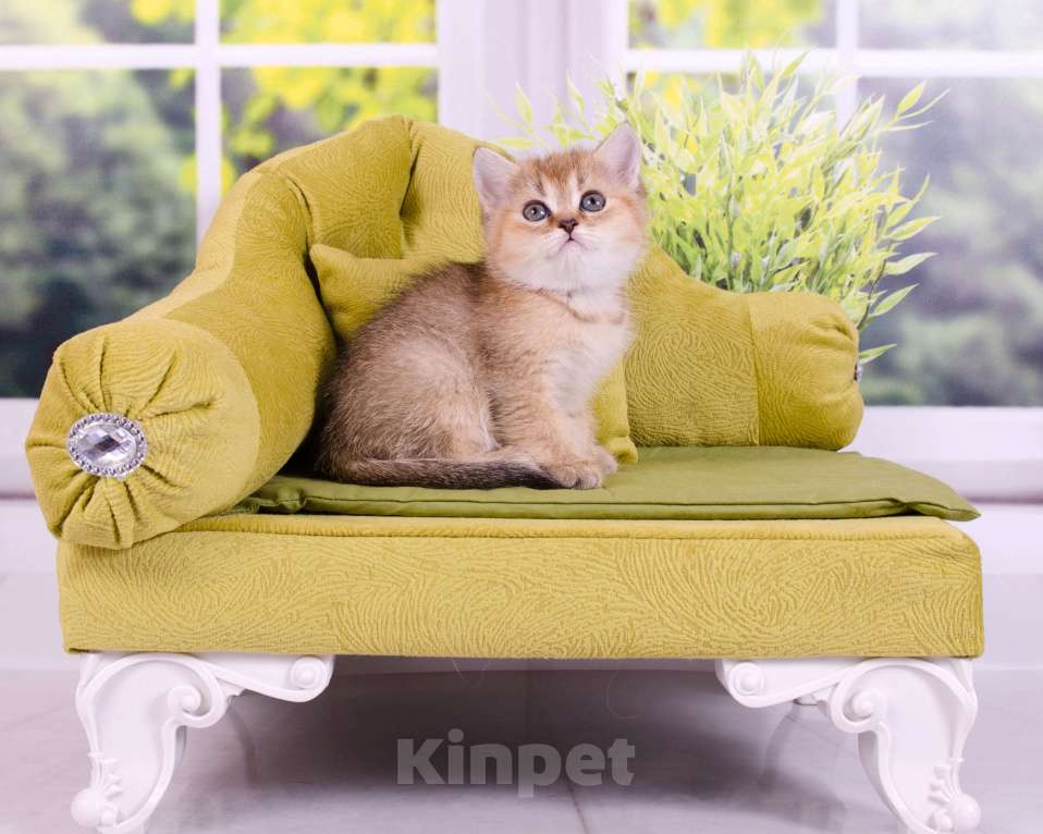 Кошки в Красноярске: Котята шотландские,золотая шиншилла Девочка, 25 000 руб. - фото 9