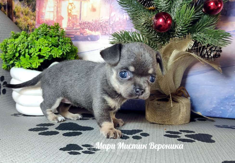 Собаки в Санкт-Петербурге: Вероника чихуахуа голубого с подпалом окраса Девочка, 50 000 руб. - фото 1