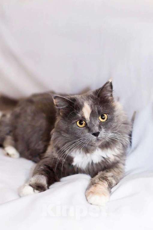 Кошки в Москве: Пушистая кошечка Таис ищет семью, в добрые руки Девочка, Бесплатно - фото 6