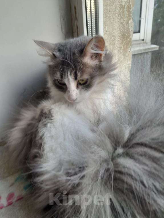 Кошки в Люберцах: Обаятельный котик Нафаня ищет семью! Мальчик, Бесплатно - фото 1