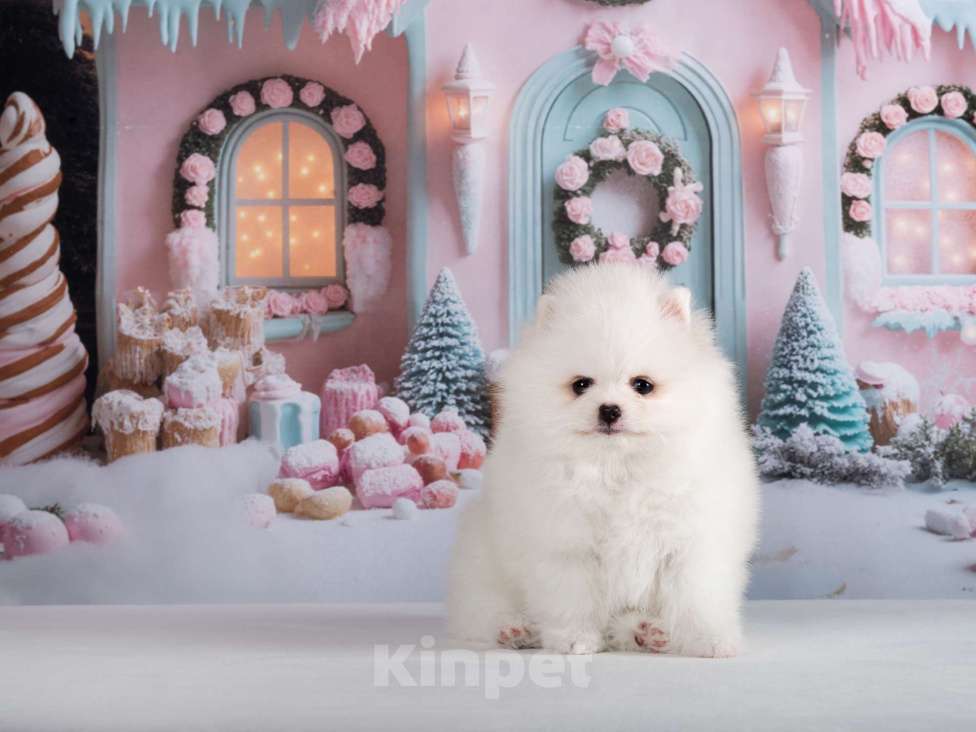 Собаки в Москве: Белый шпиц девочка Девочка, 70 000 руб. - фото 5