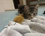Кошки в Санкт-Петербурге: Котенок Эля Девочка, Бесплатно - фото 9