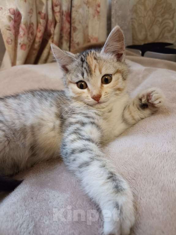 Кошки в Омске:  Срочно отдам кошечку  Девочка, Бесплатно - фото 4
