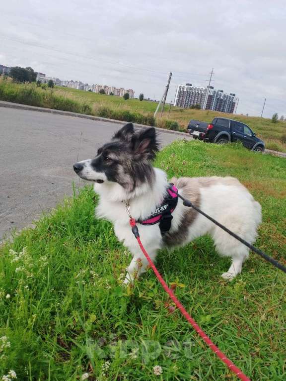 Собаки в Санкт-Петербурге: Маленькая хорошенькая собачка Девочка, Бесплатно - фото 7